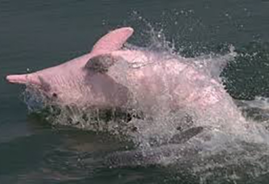 В Бенгальском заливе появились новые виды дельфинов