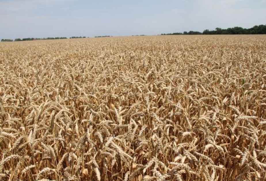 Ученые придумали спрей, увеличивающий зерна пшеницы на 20%