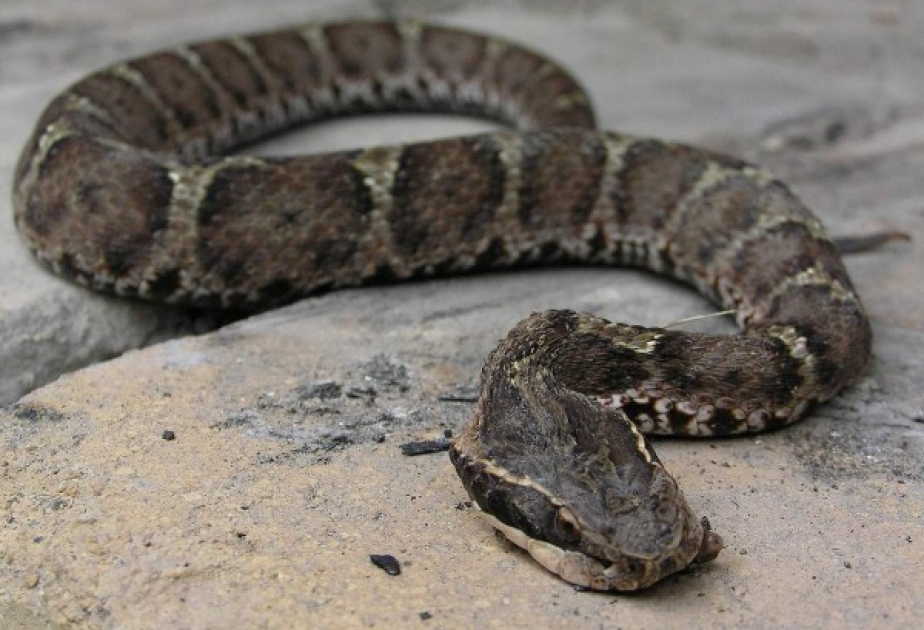 Учёные выяснили причины агрессии змей по отношению к людям