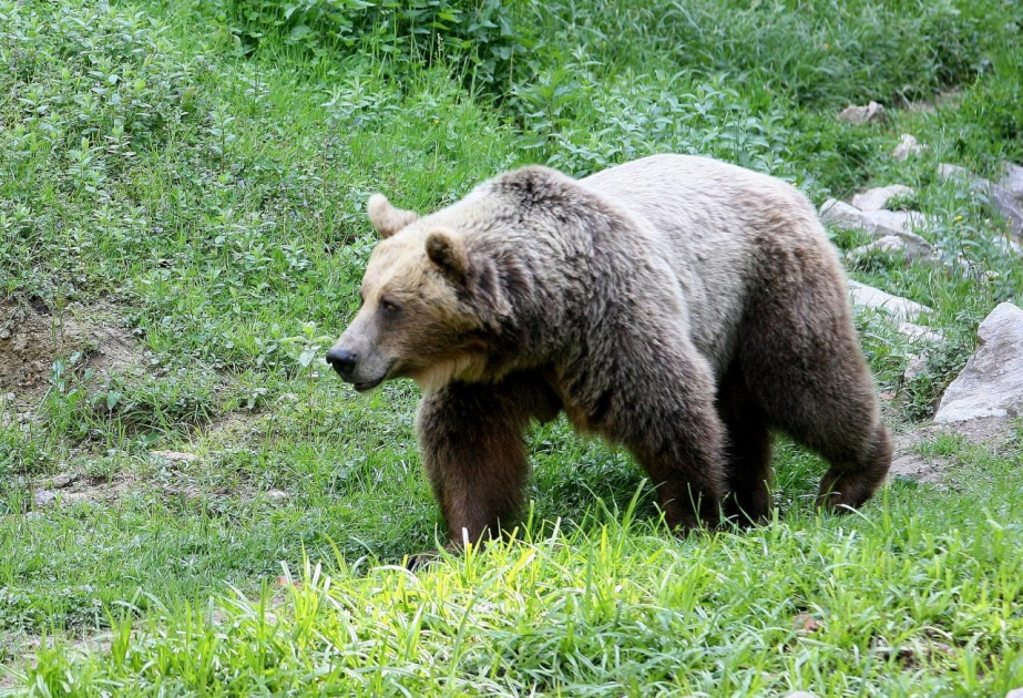 Göygöl Milli Parkında ayıların sayında artım qeydə alınıb