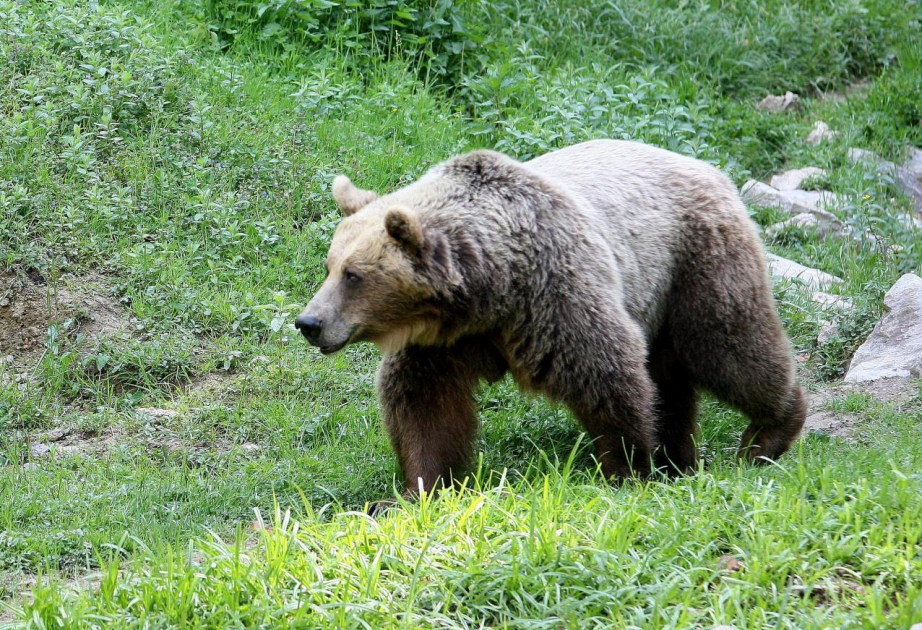 Im Göjgöl Nationalpark wächst Zahl von Braunbären