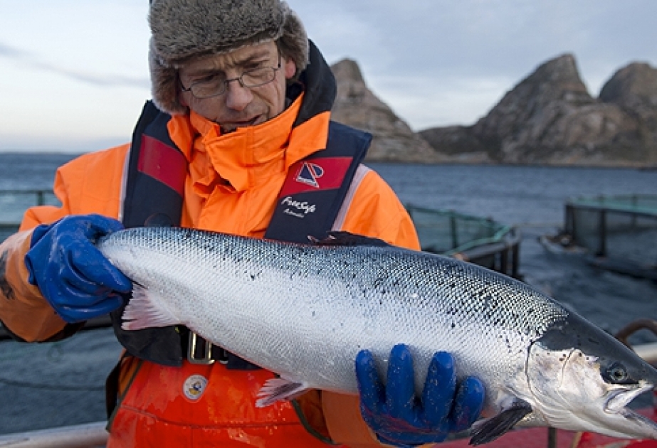 В 2016 году в Норвегии зарегистрирована рекордная выручка от производства и продажи лосося