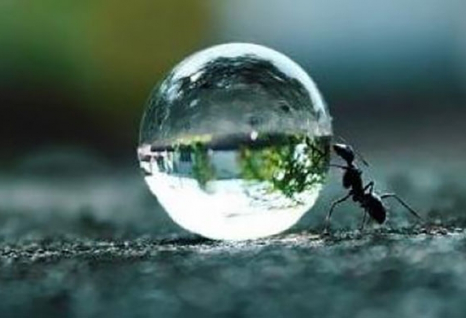 Ученые доказали сообразительность муравьев