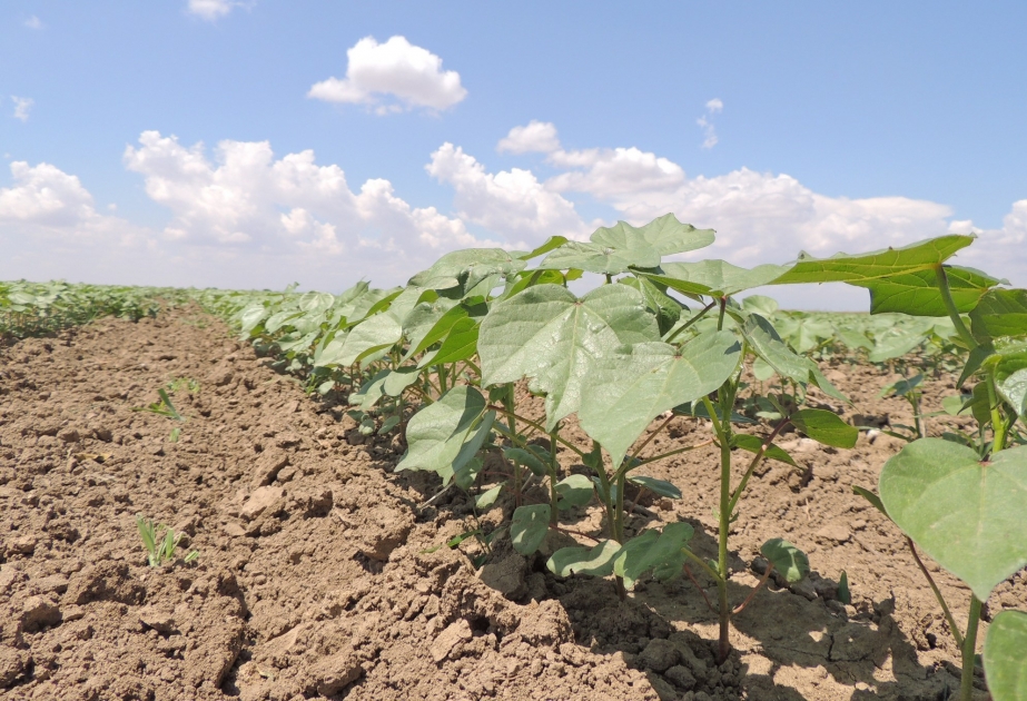 Azerbaijani President: This year, we have to further expand cotton fields