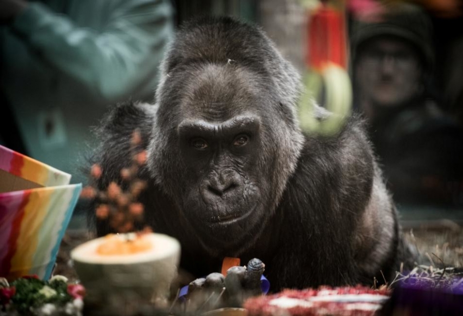 В США умерла первая горилла, родившаяся в зоопарке