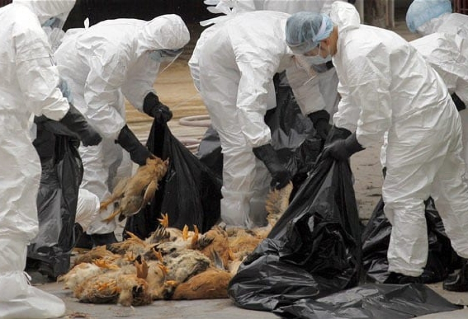 В Европе обнаружены 12 очагов птичьего гриппа