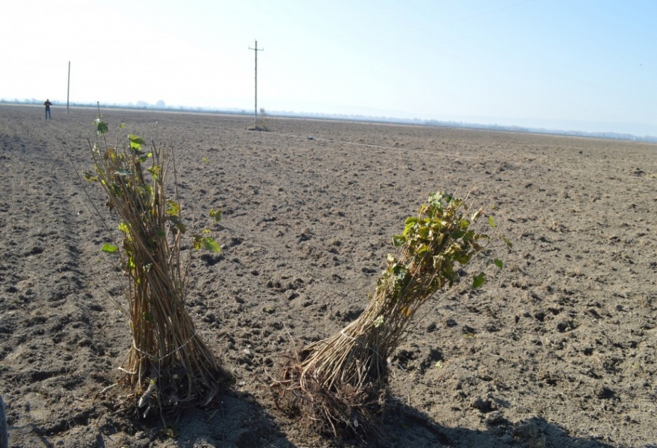 Xaçmazda 1500 hektardan çox sahədə yeni fındıq bağları salınıb