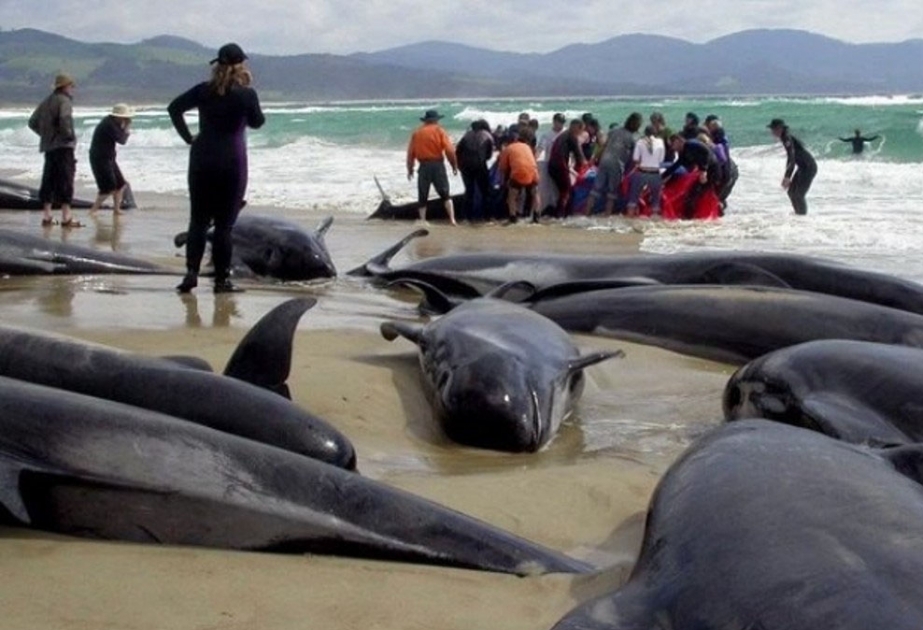 Yeni Zelandiyada daha 200-dək delfin sahilə çıxıb VİDEO
