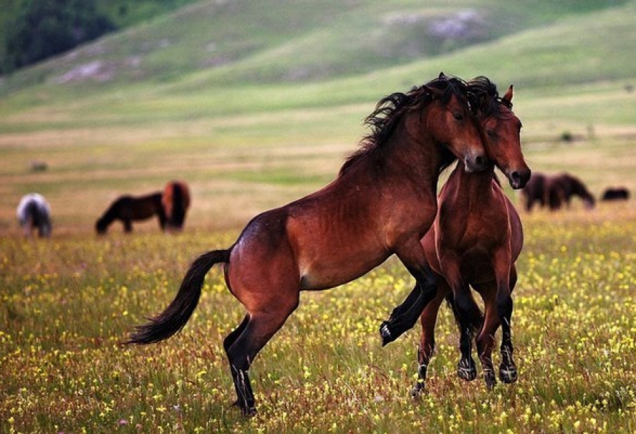 President of Azerbaijan allocates AZN 2M for development of Karabakh horse breed