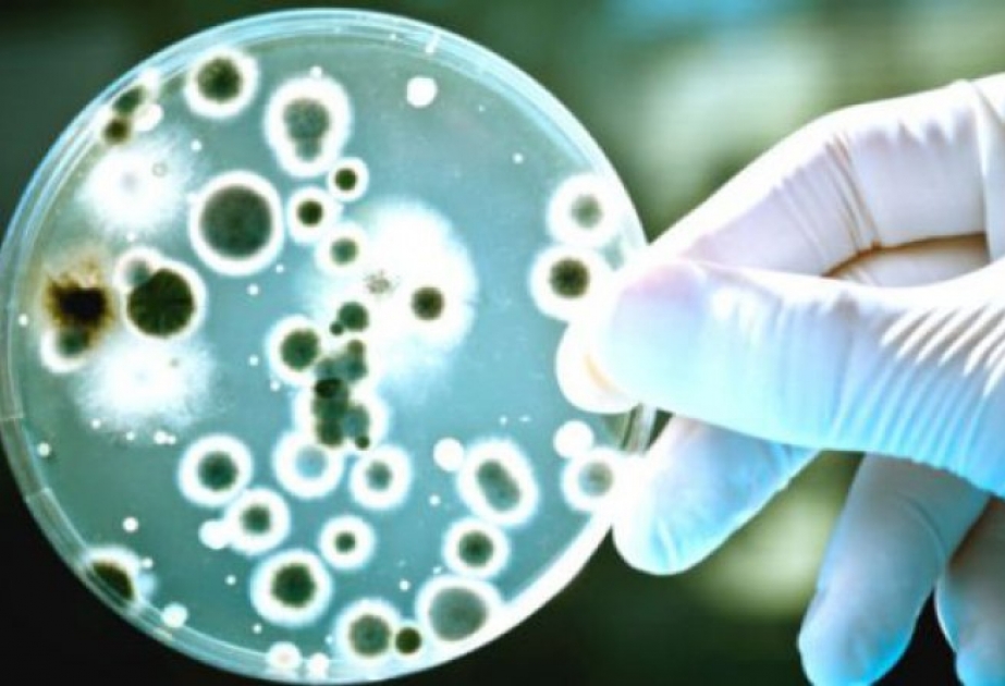 WHO veröffentlicht eine Liste mit für Menschheit gefährlichsten Bakterienfamilien