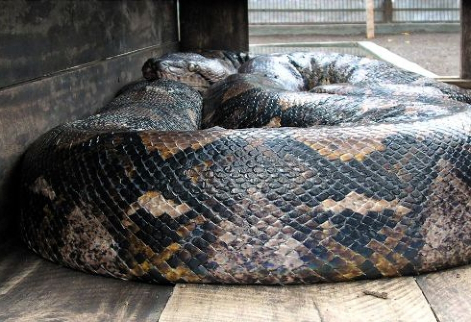 Indonesien: Python sein Opfer von hinten überrascht, erwürgt und dann verschlingt