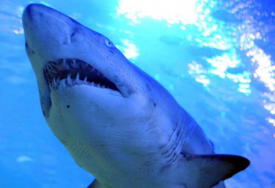 Avstraliyada köpəkbalığı bir nəfəri öldürüb