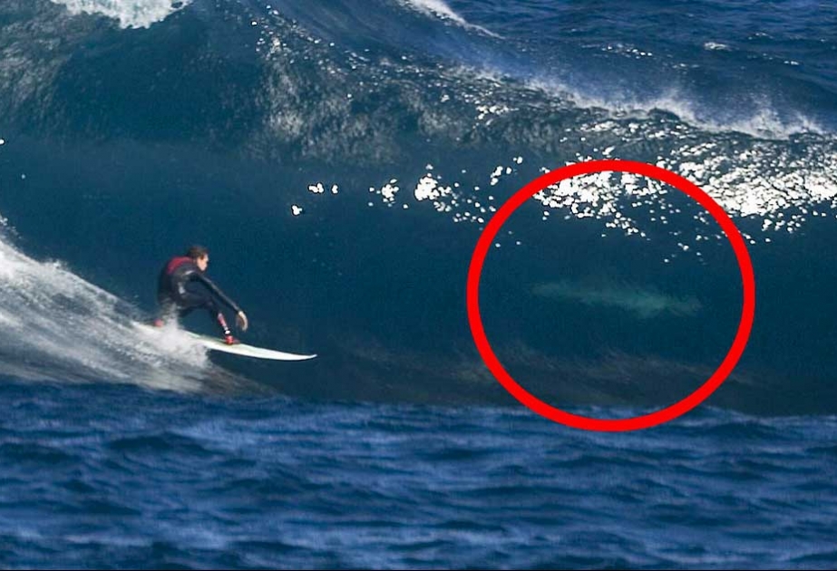 In Australien tötet Hai 17-jährige Surferin