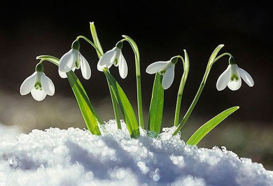 Gözəl bahar bayramı – Novruzgülü günü