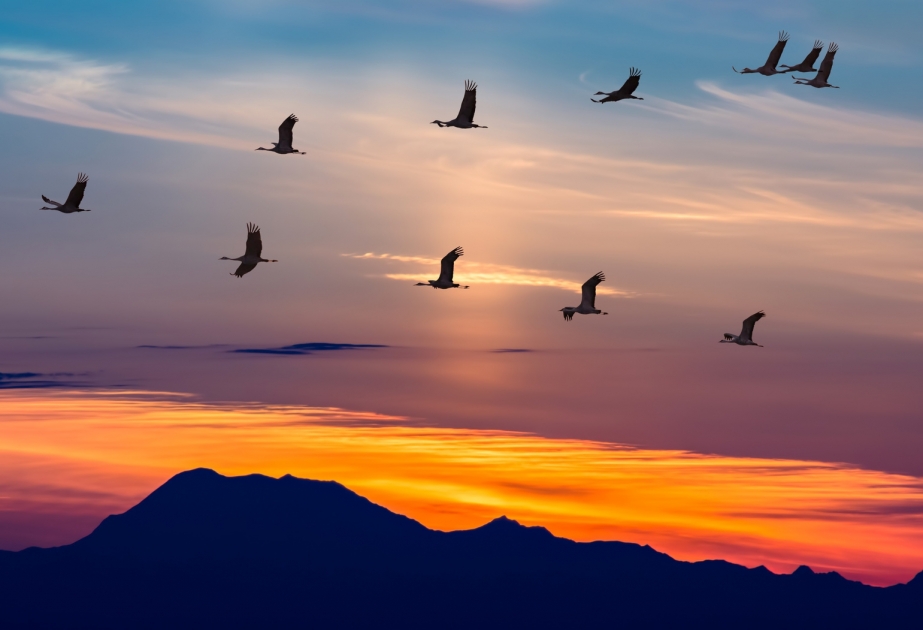 Сегодня отмечается Всемирный день перелетных птиц