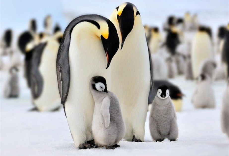 Императорские пингвины могут исчезнуть навсегда