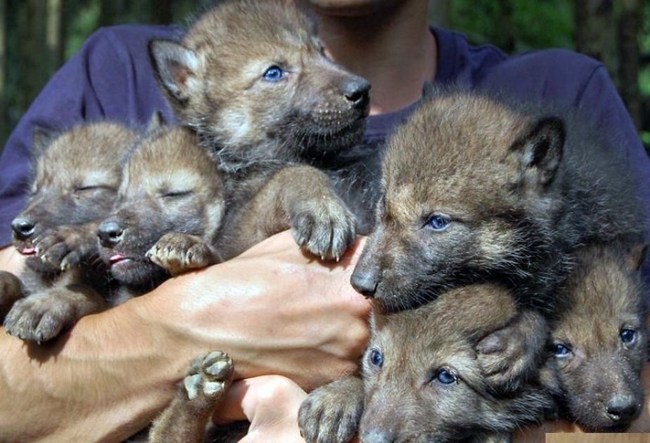 Волчица из Гамбургского зоопарка установила рекорд