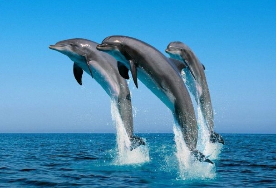 4 iyul - Beynəlxalq Əsir Delfinlər Günüdür
