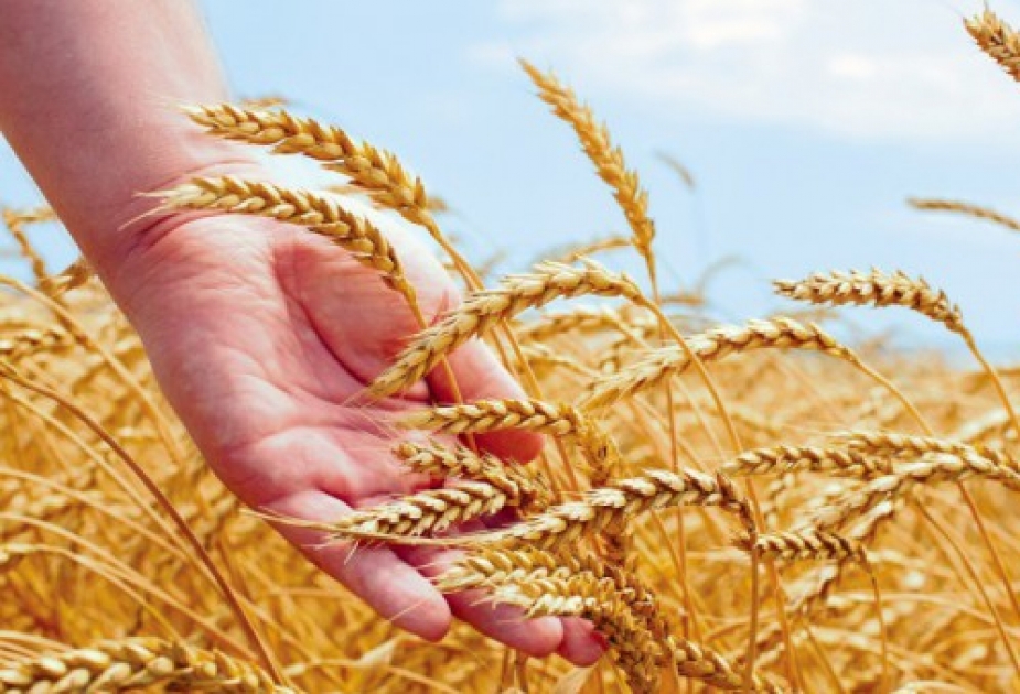 أذربيجان استوردت 6ر1 مليون طن من القمح في 2016م