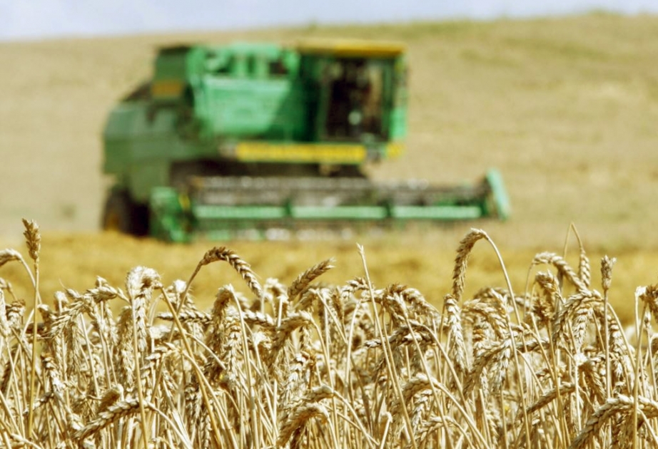 Bis jetzt aus Getreidefeldern ca.1 Million Tonnen Weizen geerntet