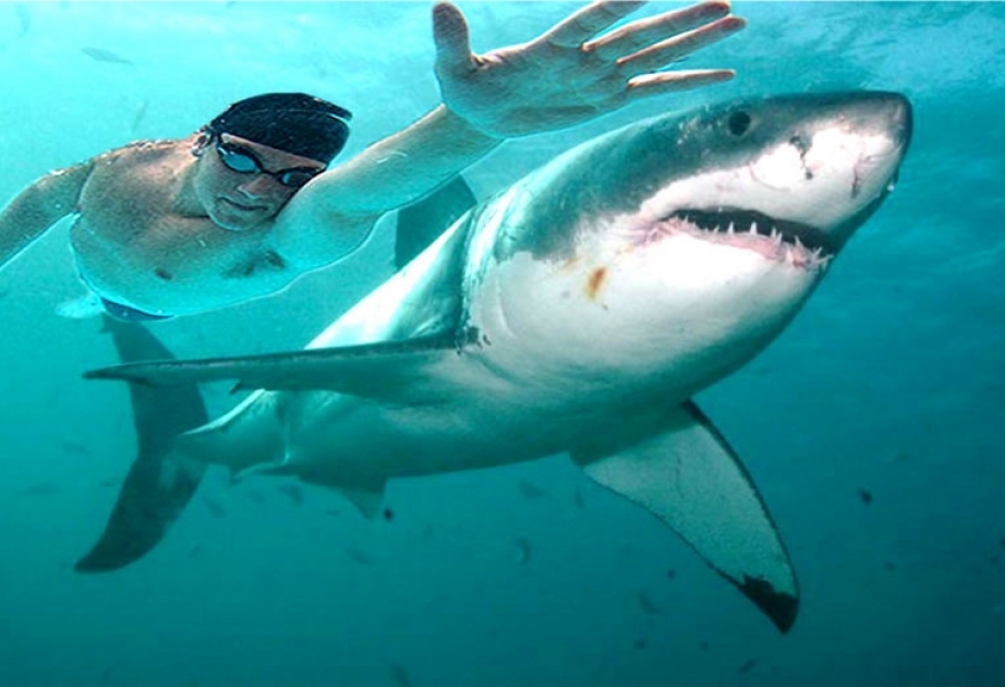 Майкл Фелпс проиграл заплыв на 100 метров большой белой акуле
