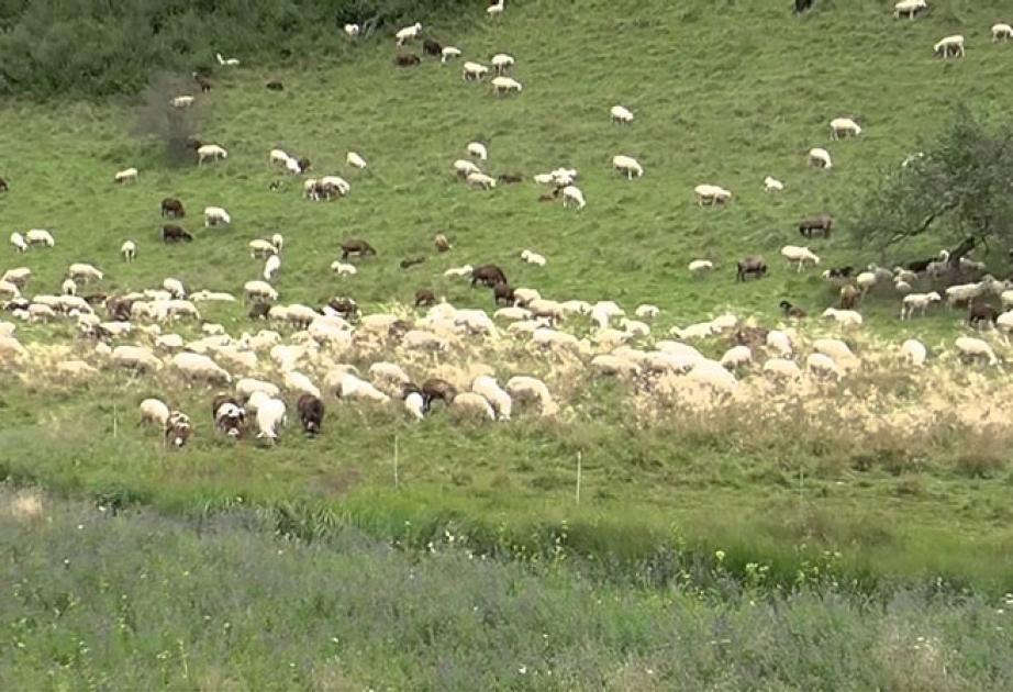 Bärenattacke auf Schafherde in Frankreich