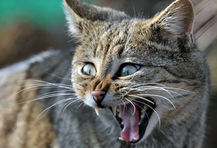 Japan: Gefährliches Virus durch Katzenbiss