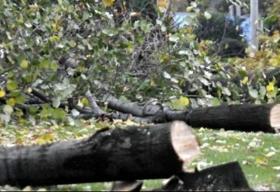 За незаконную вырубку деревьев в Загатальском районе применен штраф в размере 2 890 манатов
