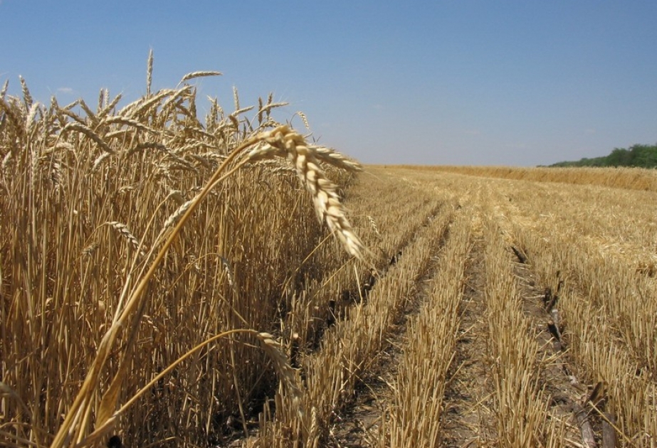 مزارعو قازاخ يحصدون أكثر من 36 ألف طن من حقول الحبوب