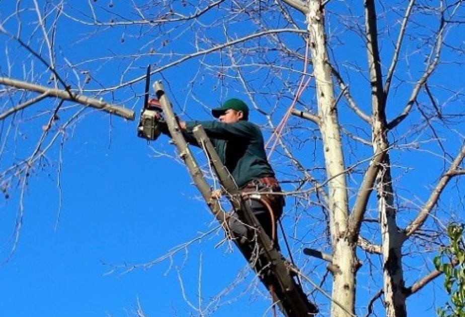 За незаконный спил веток деревьев применен штраф в размере 100 манатов