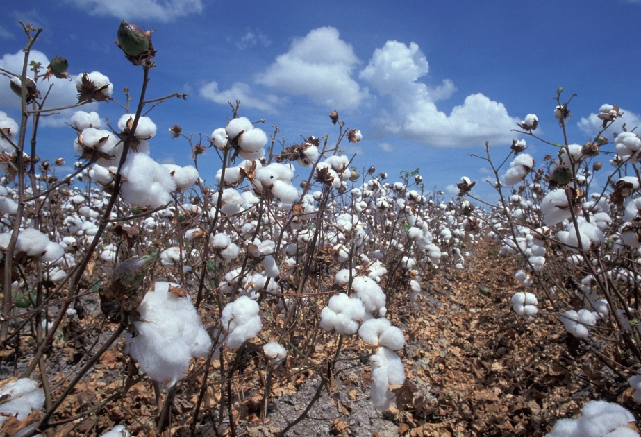 Bis zum 20. dieses Monats landesweit fast 15.000 Tonne Baumwolle geerntet