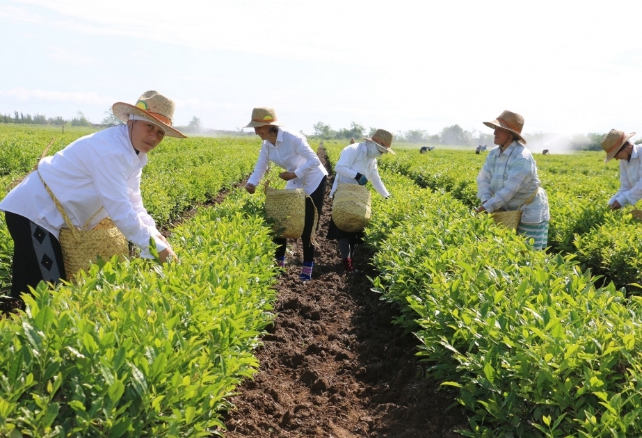 Azerbaijan to increase tea plantations up to 3,000 hectares by 2027
