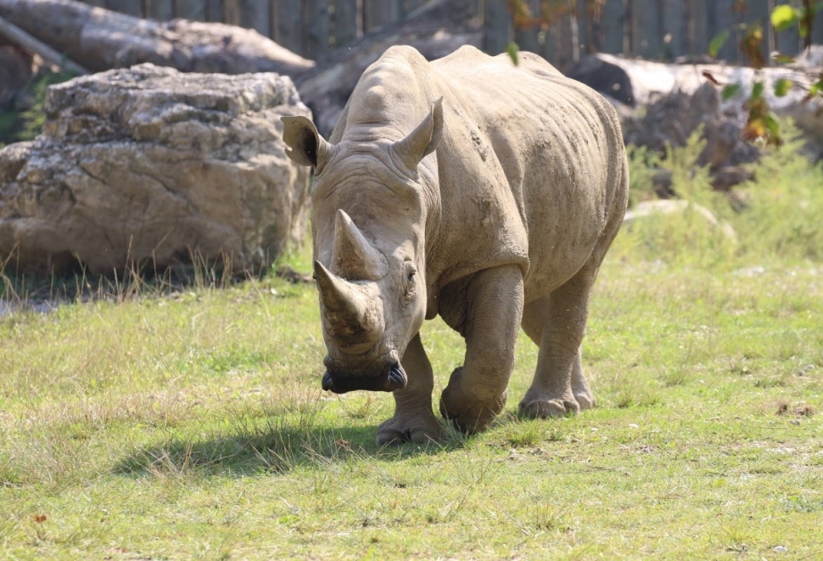 The world's oldest rhino has died