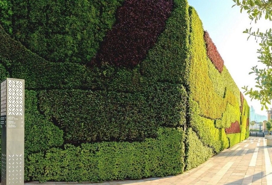 Корвина - Зеленая стена - 64 фото