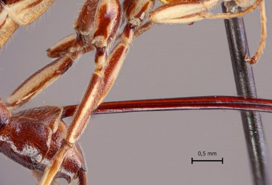 Amazonas: Forscher entdecken Wespe mit gigantischen Stachel