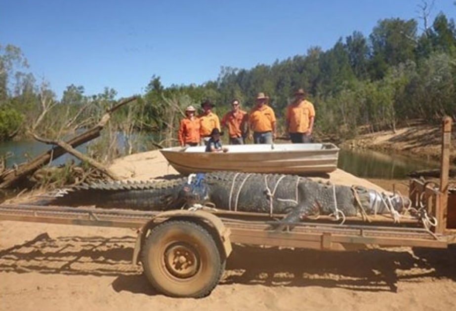 Ranger fangen in Australien 600 Kilo schweres Riesenkrokodil