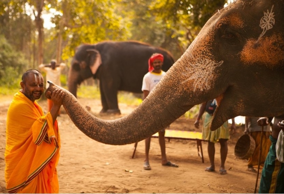 Tempelelefanten in Indien gelten als heilig