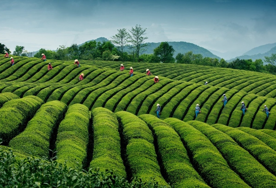 Çinin çay istehsalı bu il 2,8 milyon tona çatacaq