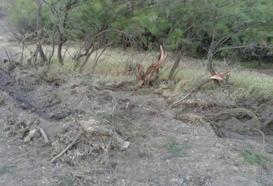Нанесенный природе ущерб за незаконную вырубку 400 тамарисков оценен в размере 32 000 манатов