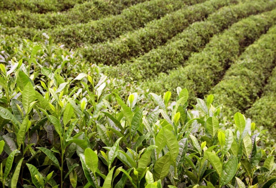 Astaranın çay plantasiyalarında məhsul yığımı başa çatıb – 11,3 faiz çox çay istehsal olunub