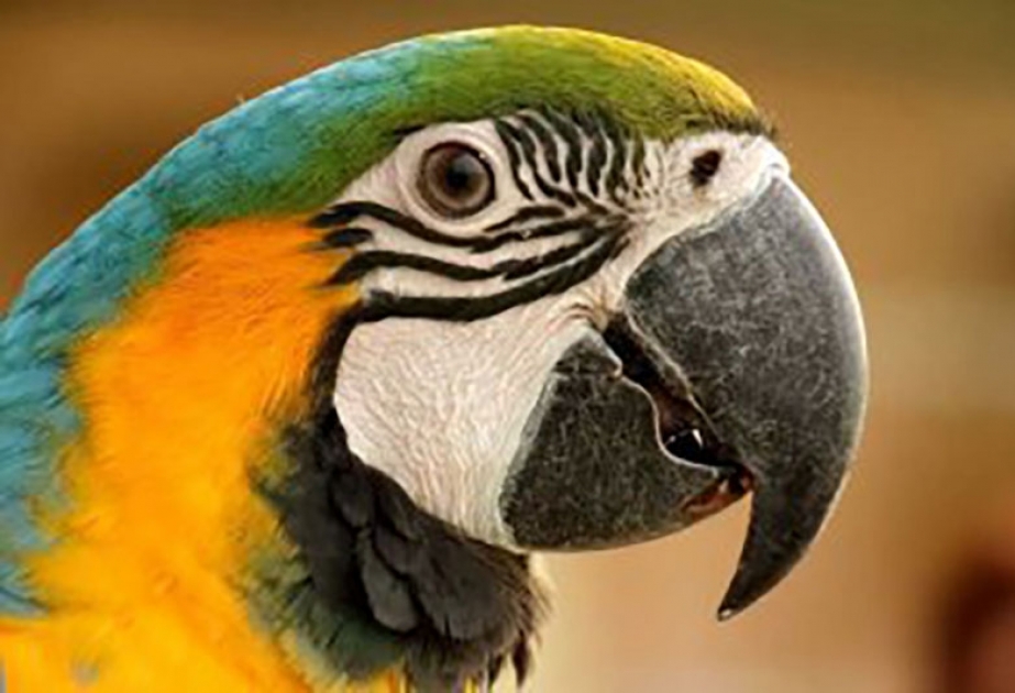 Генетикам удалось узнать причину долголетия попугаев