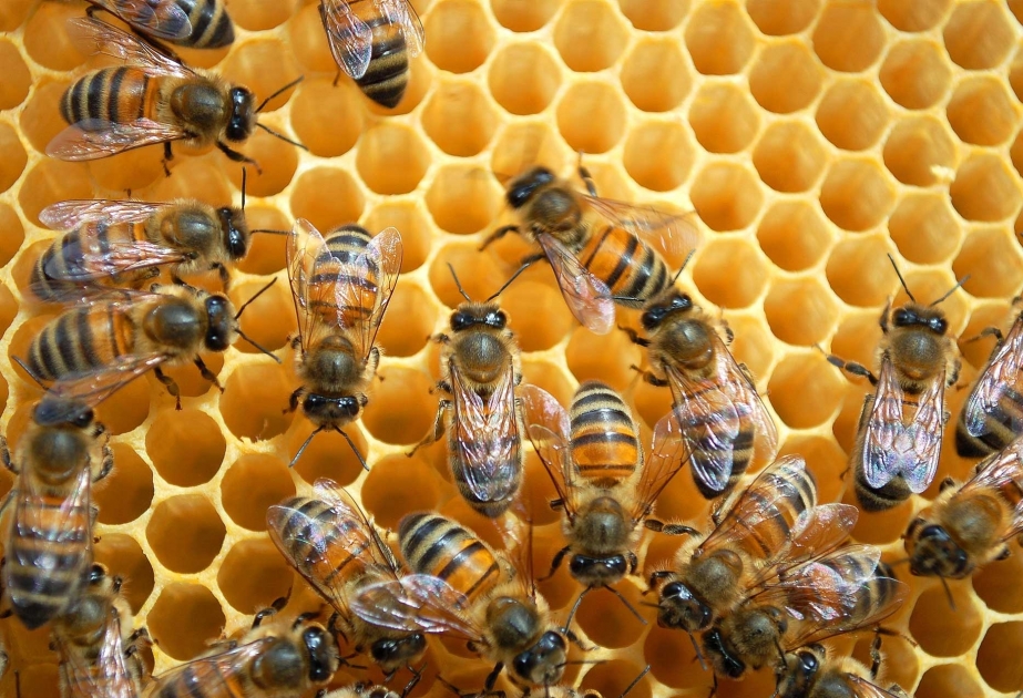 Bakou accueillera la 5e édition de la Conférence internationale sur l’apiculture