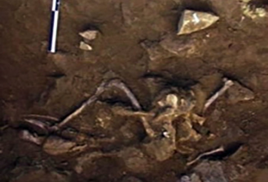 В Испании обнаружено древнее кладбище собак