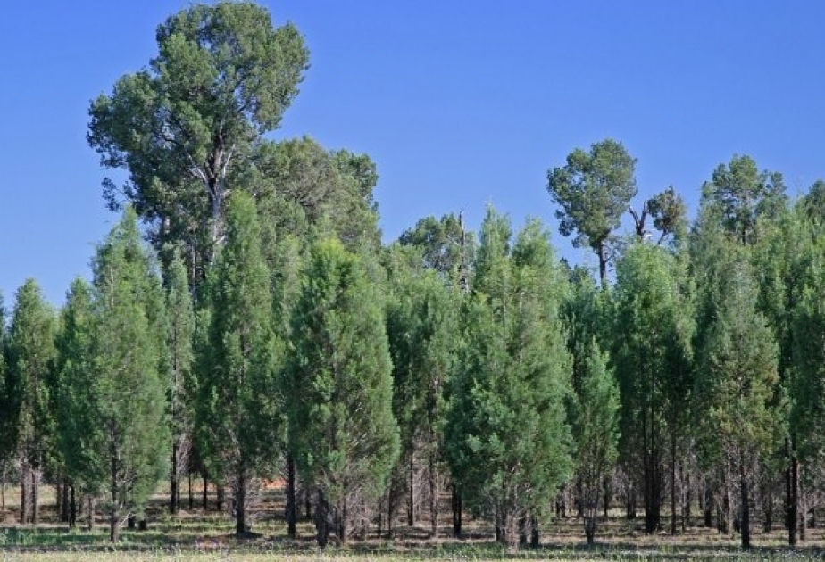Australia to plant 1 billion trees to help meet climate targets