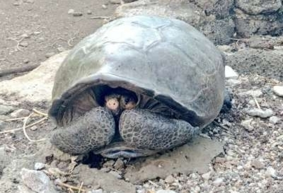 Giant tortoise believed extinct for 100 years found in Galapagos