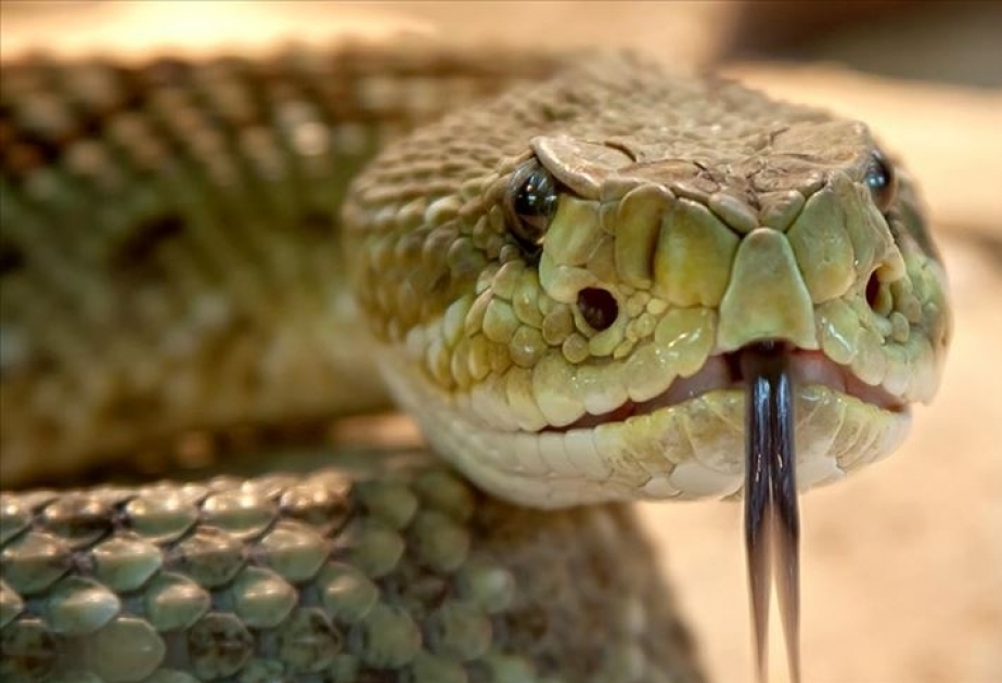 Schlangenbisse töten täglich bis zu 200 Menschen