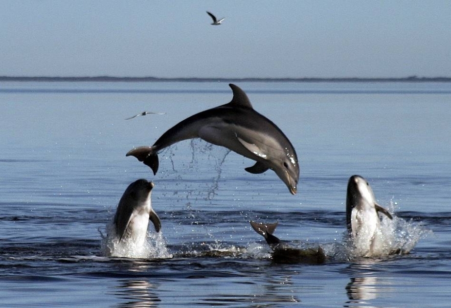 Delfinlər arasında ölüm halları anomal yüksək səviyyəyə çatıb