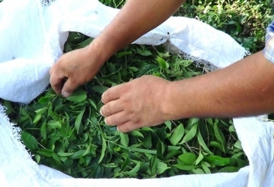 Aserbaidschan exportiert von Januar bis Juni 580 Tonnen Tee