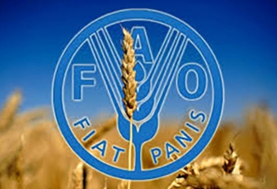 Romada FAO-nun 41-ci sessiyası keçiriləcək