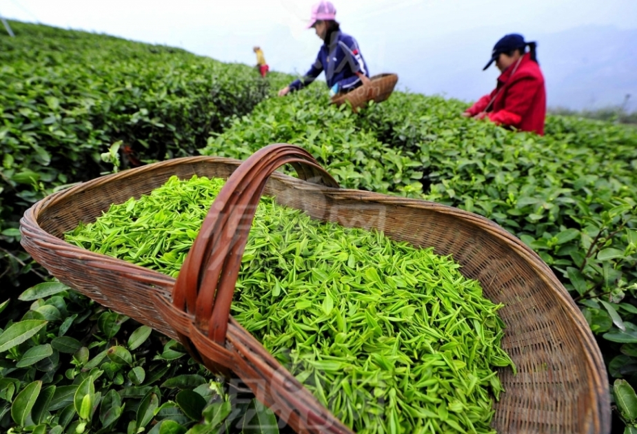 За полгода из страны экспортировано более 701 тысячи тонн чая